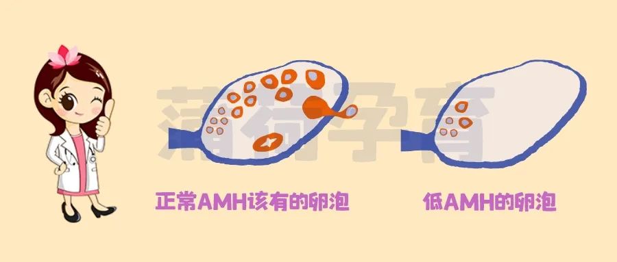 深圳檢查有冇排卵收費多少